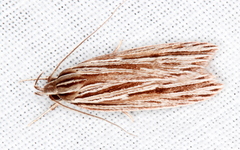 Leistarcha amphigramma
