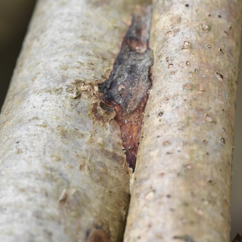 glue crust fungus