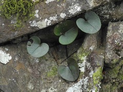 Hexastylis rhombiformis