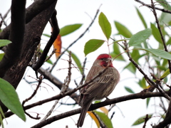 Haemorhous mexicanus