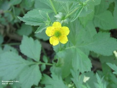 Geum aleppicum