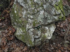 Hexastylis rhombiformis