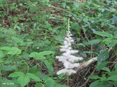 Astilbe rubra