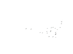 Psittacara holochlorus