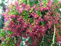 Metrosideros carminea