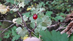 Ribes himalense