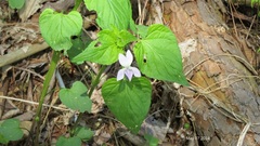 Viola acuminata