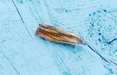 Eucosma radiatana