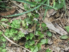 Viola collina