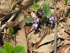 Viola phalacrocarpa