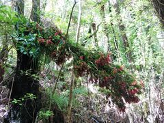 Metrosideros carminea