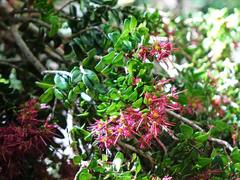 Metrosideros carminea