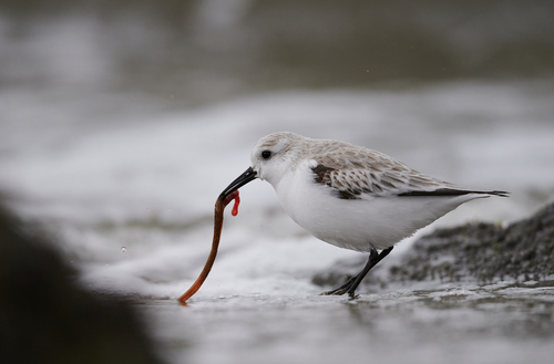Sanderling