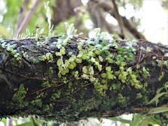 Metrosideros carminea