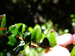 Metrosideros carminea