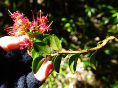 Metrosideros carminea