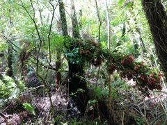 Metrosideros carminea