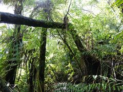 Metrosideros carminea