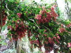 Metrosideros carminea