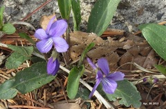 Viola mandshurica