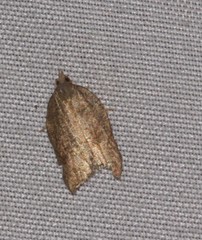 Acleris effractana