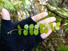 Metrosideros carminea