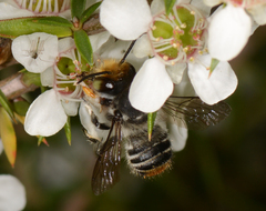 Megachile chrysopyga