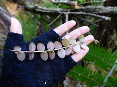 Metrosideros carminea