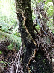 Metrosideros carminea