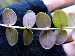 Metrosideros carminea