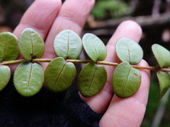 Metrosideros carminea