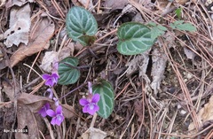 Viola variegata