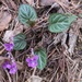 Viola variegata - Photo (c) Alexander Ganse, algunos derechos reservados (CC BY-NC), subido por Alexander Ganse