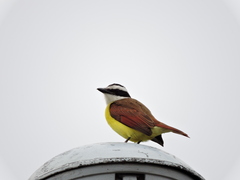 Pitangus sulphuratus