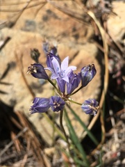 Triteleia crocea