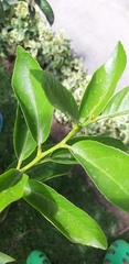 Angiospermae