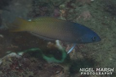 Halichoeres prosopeion