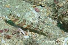 Amblyeleotris periophthalmus