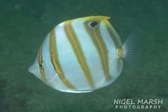 Parachaetodon ocellatus