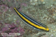 Pentapodus paradiseus