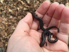 Plethodon dorsalis