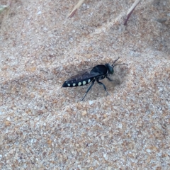 Stictia