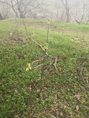 Aesculus californica