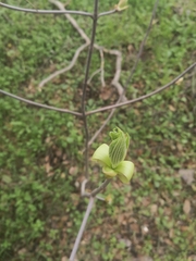 Aesculus californica