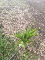Aesculus californica