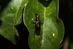 Odontocheila chrysis