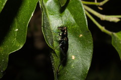 Odontocheila chrysis