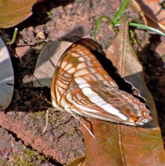 Adelpha malea goyama