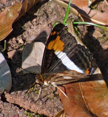 Adelpha malea goyama