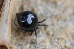 Euryopis episinoides